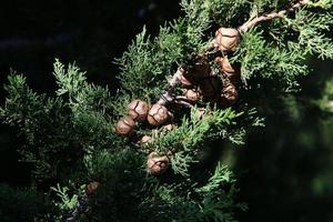Cones on the branches of a Lebanese cedar in a city park in northern Israel. photo