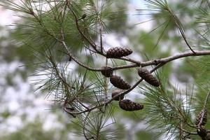 Cones on the branches of a Lebanese cedar in a city park in northern Israel. photo