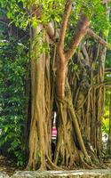 Huge beautiful Ficus maxima Fig tree Playa del Carmen Mexico. photo