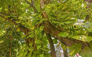 Huge beautiful Ficus maxima Fig tree Playa del Carmen Mexico. photo