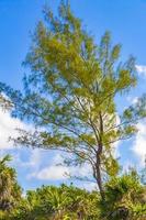 Caribbean beach fir palm trees in jungle forest nature Mexico. photo