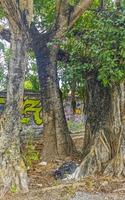 Huge beautiful Ficus maxima Fig tree Playa del Carmen Mexico. photo