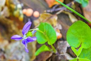 Purple blue white flowers and plants in forest nature Germany. photo