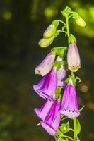 Purple pink white foxglove flower plant in forest in Germany. photo