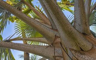 Tropical natural palm tree coconuts blue sky in Mexico. photo