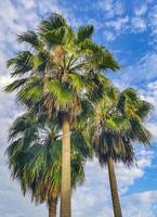 Tropical natural palm tree coconuts blue sky in Mexico. photo