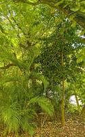 Huge beautiful Ficus maxima Fig tree Playa del Carmen Mexico. photo