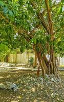 Huge beautiful Ficus maxima Fig tree Playa del Carmen Mexico. photo