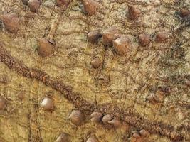 Huge beautiful Kapok tree Ceiba tree with spikes texture pattern. photo