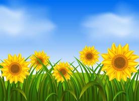 Background scene with sunflowers in garden vector