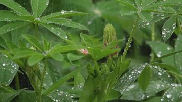 Closeup of fresh vivid green lupine leaves and pink flowers under rain video