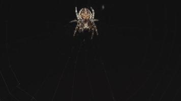 Spider on the web eats prey, evening light