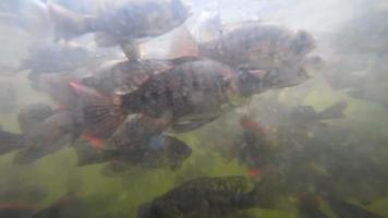 A flock of freshwater fish and shrimp in muddy water pond eats bread crumbs video