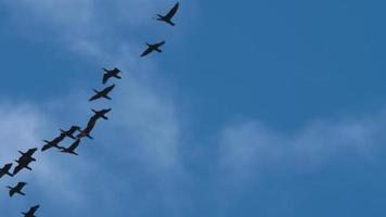vol d'un troupeau de canards sauvages migrateurs. le canard colvert vole dans le ciel. Migration des oiseaux video