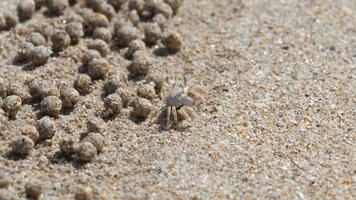 Scopimera globosa, sand bubbler crab or sand bubbler live on sandy beaches in the tropical Phuket Island. They feed by filtering sand through their mouthparts, leaving behind balls of sand. video