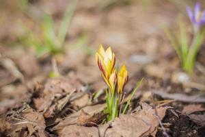 un grupo de las primeras flores de primavera en el bosque, cuentas de flores abiertas en un suelo marrón sin hierba, crocos de azafrán creciendo en el suelo en un día soleado de primavera temprana foto