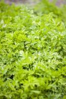 Parsley grows in the garden. It is grown outdoors in the garden. Green background of parsley leaves, close-up view photo