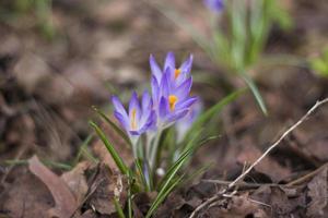 Primroses crocuses in spring in a clearing in the forest. Spring is reborn in the forest. Dry leaves give way to the first flowers, photo