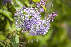 hermosas ramas de flores lilas sobre un fondo verde, fondo de manantial natural, enfoque selectivo suave. foto