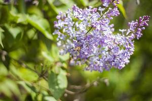 hermosas ramas de flores lilas sobre un fondo verde, fondo de manantial natural, enfoque selectivo suave. foto