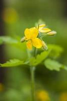 Celandine is a plant with yellow flowers and green leaves in the forest. Chelidonium majus or big celandine, or black grouse, or swallow, or nipple, photo