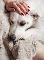 Woman hand touching a cute relaxed jack russell dog photo