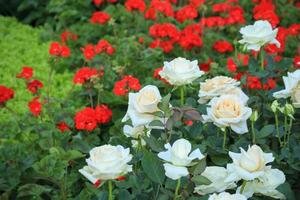 Beautiful white roses flower in the garden photo