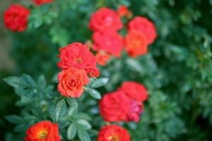 hermosa flor de rosas de colores en el jardín foto