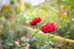 Beautiful red roses flower in the garden photo