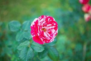 hermosa flor de rosas rojas en el jardín foto