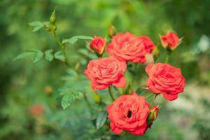 hermosa flor de rosas de colores en el jardín foto