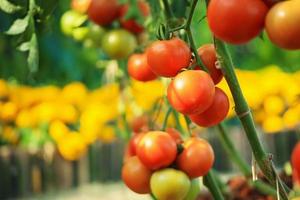 Fresh red ripe tomatoes hanging on the vine plant growing in organic garden photo