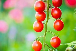 tomates maduros rojos frescos colgando de la planta de vid que crece en el jardín orgánico foto