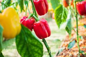 Red bell pepper plant growing in organic garden photo