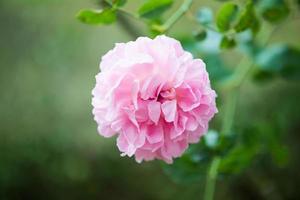 Beautiful colorful pink roses flower in the garden photo