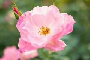 hermosa flor de rosas rosadas de colores en el jardín