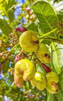 Cashew tree Anacardium occidentale with ripe fruits and nuts in Mexico. photo