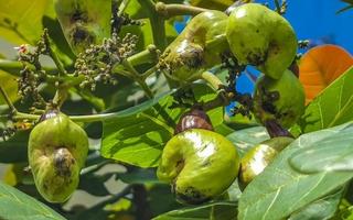 Cashew tree Anacardium occidentale with ripe fruits and nuts in Mexico. photo