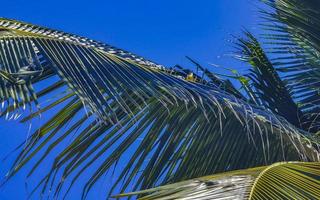 Tropical natural palm tree coconuts blue sky in Mexico. photo