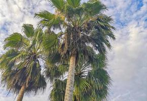 Tropical natural palm tree coconuts blue sky in Mexico. photo