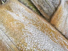 Tropical natural palm tree texture pattern trunk bark brown Mexico. photo