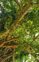 Huge beautiful Ficus maxima Fig tree Playa del Carmen Mexico. photo