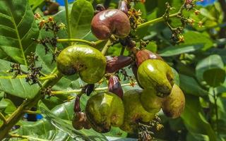 Cashew tree Anacardium occidentale with ripe fruits and nuts in Mexico. photo