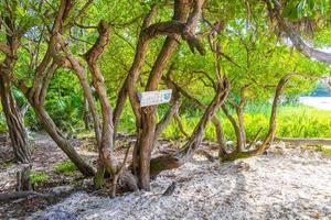 Caribbean beach fir palm trees in jungle forest nature Mexico. photo