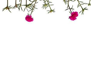 Moss Rose flower or Purslane, Ten O'Clock, Sun Rose, Portulaca flowers with green leaves hanging from the top isolated on white background photo