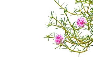 Moss Rose flower or Purslane, Ten O'Clock, Sun Rose, Portulaca flowers with green leaves hanging from the top isolated on white background photo