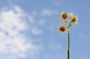 White color flowers, yellow pollen of Spanish needles or Bidens alba found in tropical regions. Photo isolated on blue sky and white cloud background