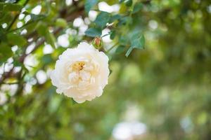 Beautiful white roses flower in the garden photo