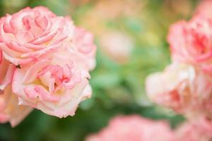 Beautiful colorful pink roses flower in the garden photo