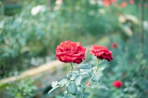 Beautiful red roses flower in the garden photo